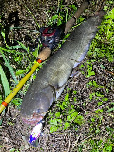 ナマズの釣果