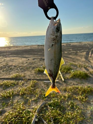 ワカシの釣果