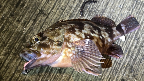 カサゴの釣果