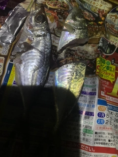 マアジの釣果