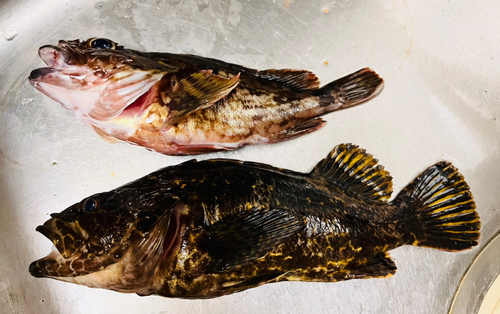 タケノコメバルの釣果