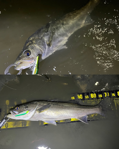 シーバスの釣果