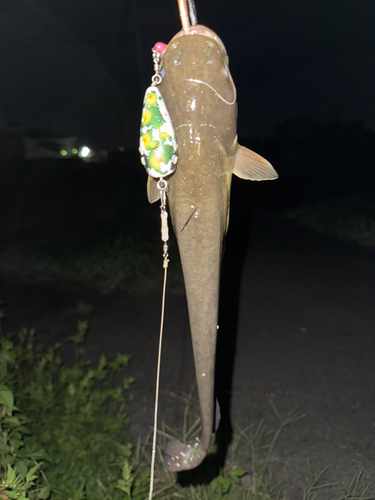 ナマズの釣果