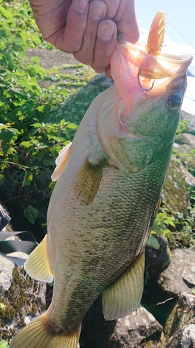 ブラックバスの釣果