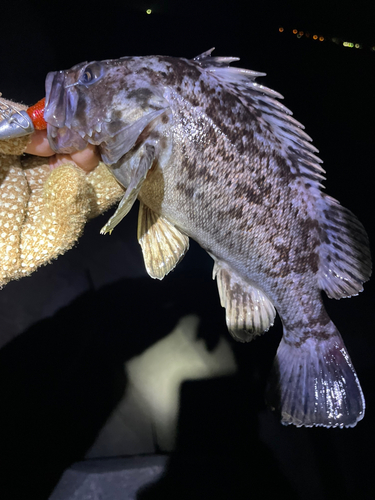 クロソイの釣果