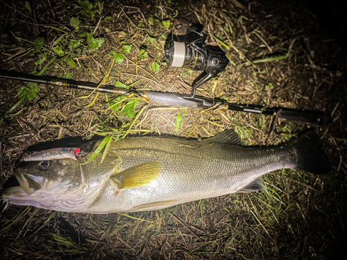 スズキの釣果