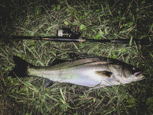 スズキの釣果