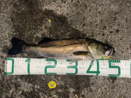 シーバスの釣果