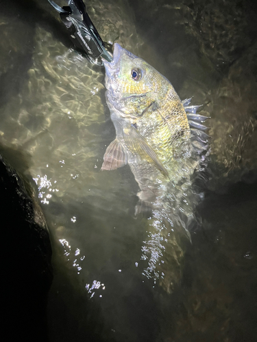 チヌの釣果