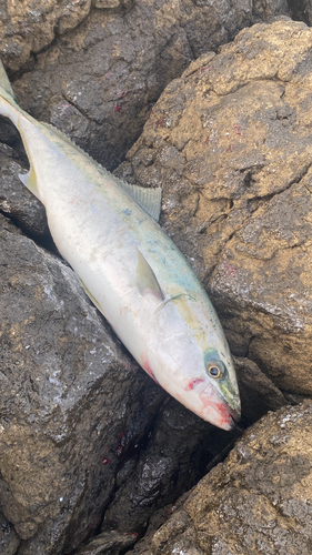 イナダの釣果