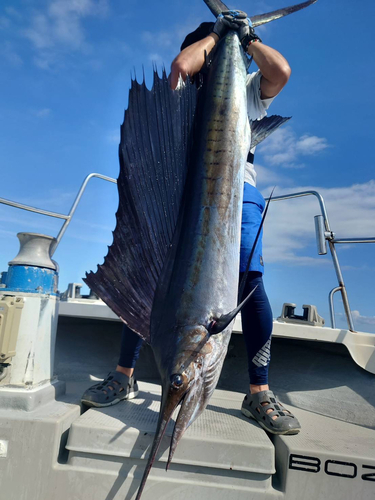 バショウカジキの釣果