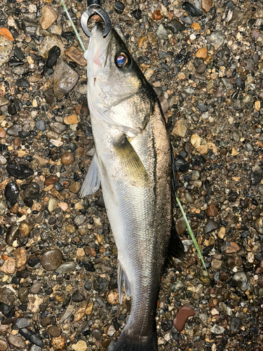 フッコ（マルスズキ）の釣果