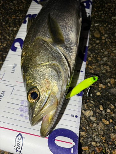 シーバスの釣果