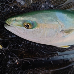 ツバイソの釣果