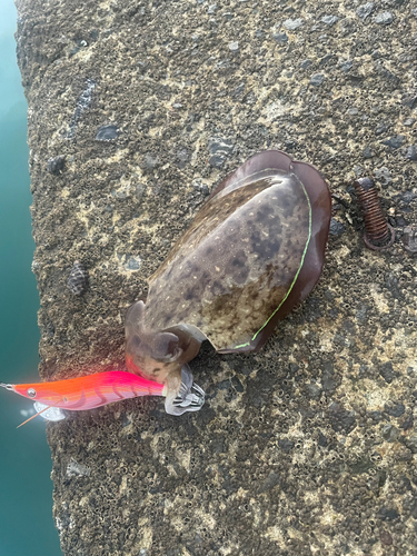 コウイカの釣果