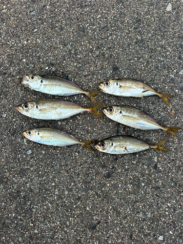 アジの釣果