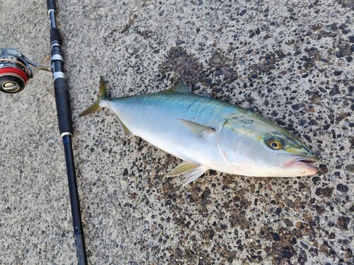 イナダの釣果