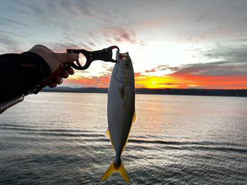 イナダの釣果