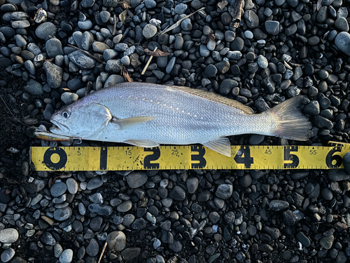 オオニベの釣果