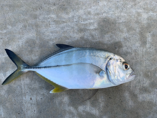 メッキの釣果