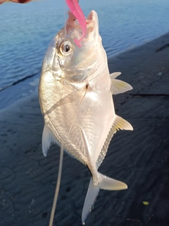 メッキの釣果