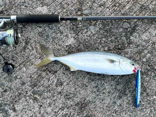 ワカシの釣果