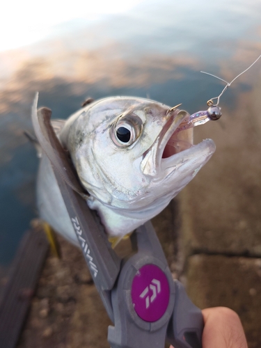 メッキの釣果