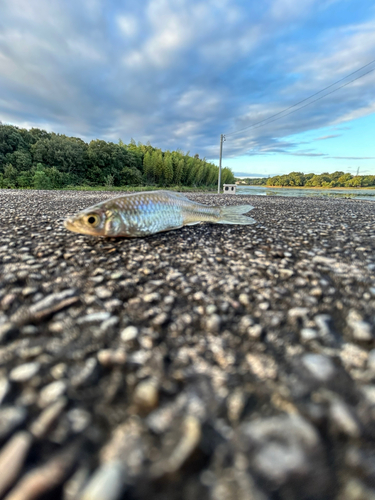 フナの釣果