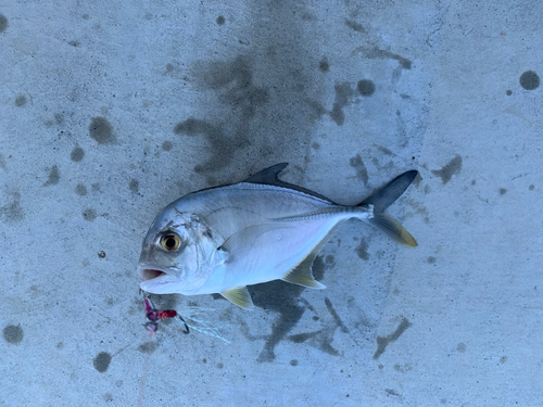 メッキの釣果