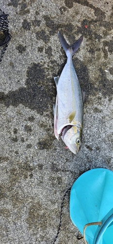 ショゴの釣果