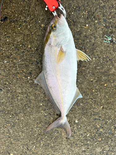 ヒレナガカンパチの釣果