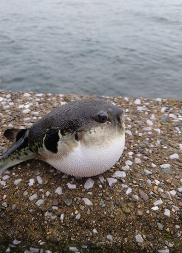 トラフグの釣果