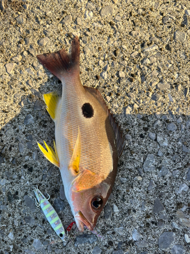 カマスの釣果