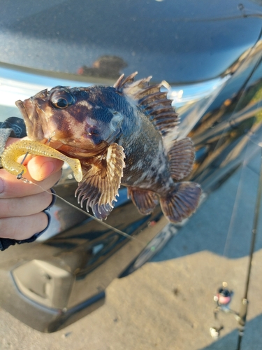 ハチガラの釣果