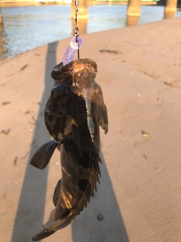 チャイロマルハタの釣果