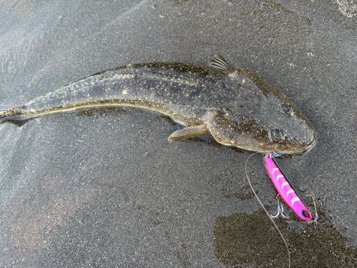 マゴチの釣果