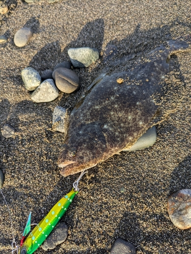 ヒラメの釣果