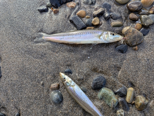 シロギスの釣果