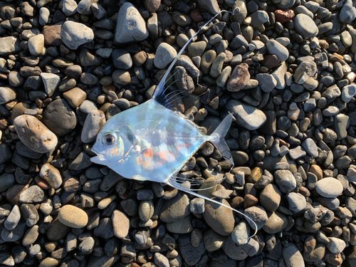 イトヒキアジの釣果