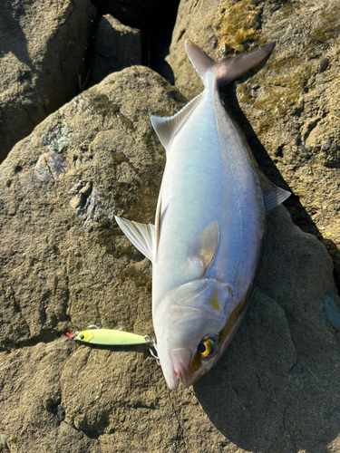 シオの釣果