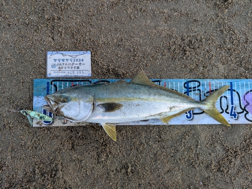 イナダの釣果