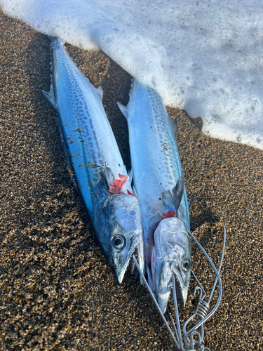 サゴシの釣果