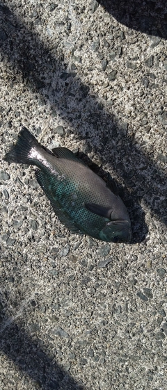 クチブトグレの釣果