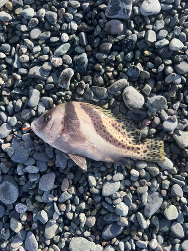 コショウダイの釣果