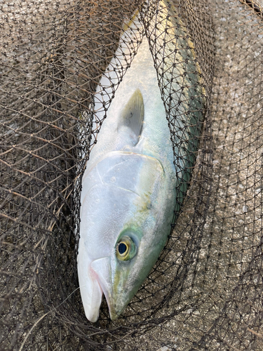 イナダの釣果