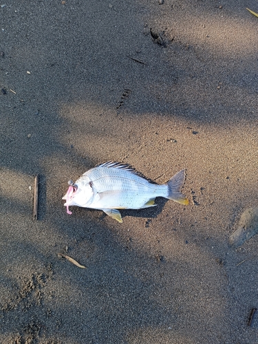 キビレの釣果