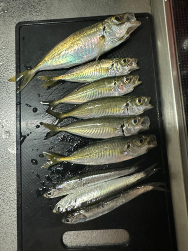 アジの釣果