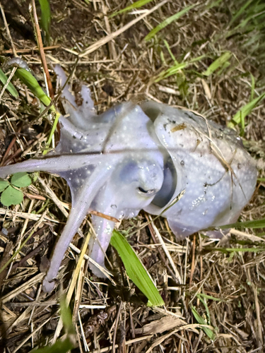 シリヤケイカの釣果