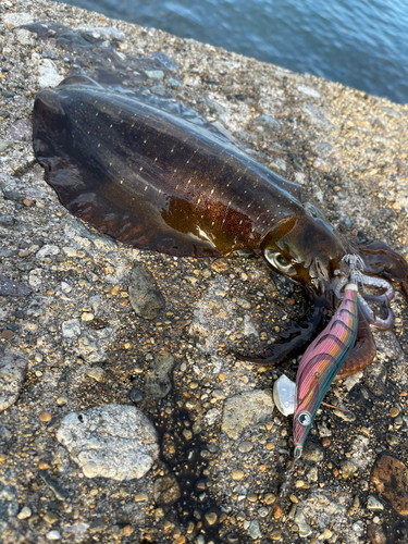 アオリイカの釣果