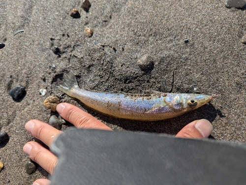 シロギスの釣果